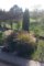 Unser Steingarten mit Eidechsen